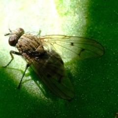 Helina sp. (genus) at Florey, ACT - 16 Sep 2019 09:39 AM