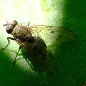 Helina sp. (genus) at Florey, ACT - 16 Sep 2019