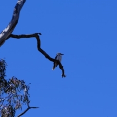 Dacelo novaeguineae (Laughing Kookaburra) at Mulligans Flat - 14 Sep 2019 by Kurt