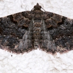Epyaxa sodaliata (Sodaliata Moth, Clover Moth) at Ainslie, ACT - 15 Sep 2019 by jbromilow50