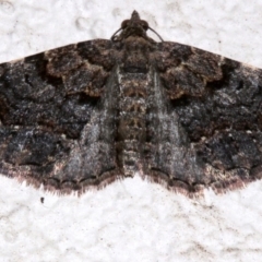 Epyaxa sodaliata (Sodaliata Moth, Clover Moth) at Ainslie, ACT - 15 Sep 2019 by jb2602