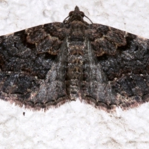 Epyaxa sodaliata at Ainslie, ACT - 15 Sep 2019 09:52 PM