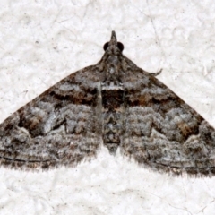 Phrissogonus laticostata (Apple looper moth) at Ainslie, ACT - 15 Sep 2019 by jb2602