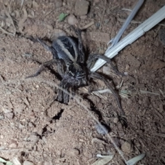 Lycosidae (family) (Unidentified wolf spider) at Dunlop, ACT - 15 Sep 2019 by Shell.S.