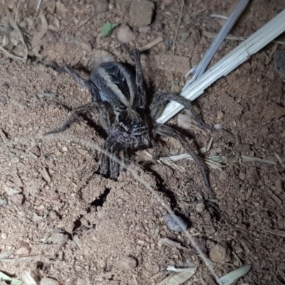 Lycosidae (family) (Unidentified wolf spider) at Dunlop, ACT - 15 Sep 2019 by Shell.S.