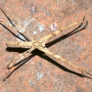 Deinopidae (family) at Ainslie, ACT - 15 Sep 2019