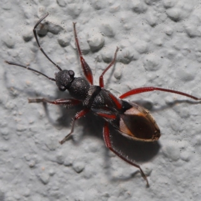 Daerlac cephalotes (Ant Mimicking Seedbug) at Acton, ACT - 13 Sep 2019 by TimL