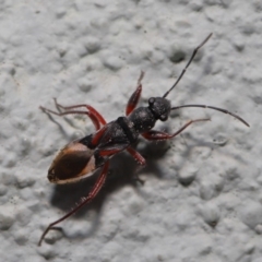 Daerlac cephalotes at Acton, ACT - 13 Sep 2019 01:03 PM