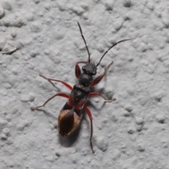 Daerlac cephalotes at Acton, ACT - 13 Sep 2019 01:03 PM