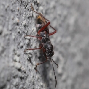 Daerlac cephalotes at Acton, ACT - 13 Sep 2019 01:03 PM