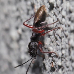 Daerlac cephalotes at Acton, ACT - 13 Sep 2019 01:03 PM