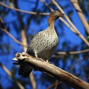 Chenonetta jubata at Hughes, ACT - 16 Sep 2019