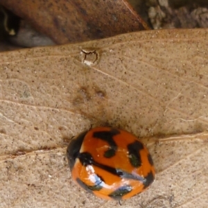 Coccinella transversalis at Aranda, ACT - 12 Mar 2012