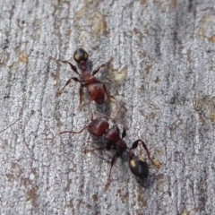 Podomyrma adelaidae (Muscleman tree ant) at Yass River, NSW - 16 Sep 2019 by SenexRugosus