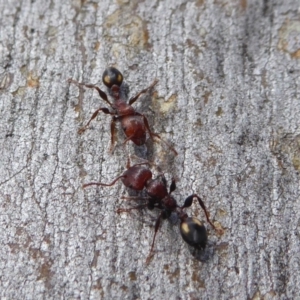 Podomyrma adelaidae at Yass River, NSW - 16 Sep 2019