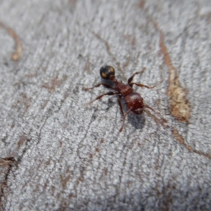 Podomyrma adelaidae at Yass River, NSW - 16 Sep 2019