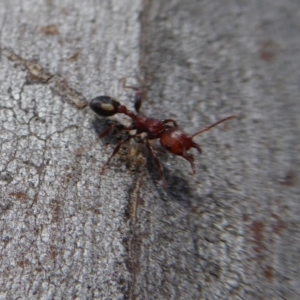 Podomyrma adelaidae at Yass River, NSW - 16 Sep 2019