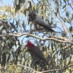 Callocephalon fimbriatum (Gang-gang Cockatoo) at Rugosa - 16 Sep 2019 by SenexRugosus