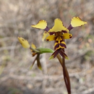 Diuris pardina at Yass River, NSW - 16 Sep 2019