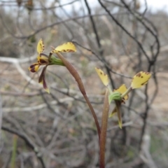 Diuris pardina at Yass River, NSW - 16 Sep 2019