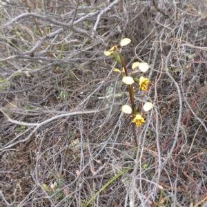 Diuris pardina at Yass River, NSW - 16 Sep 2019