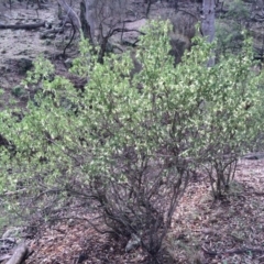 Styphelia triflora (Five-corners) at Majura, ACT - 29 Mar 2014 by AaronClausen