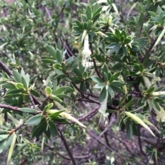 Styphelia triflora at Majura, ACT - 29 Mar 2014