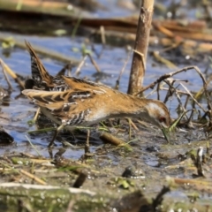 Zapornia pusilla at Fyshwick, ACT - 16 Sep 2019