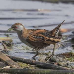 Zapornia pusilla at Fyshwick, ACT - 16 Sep 2019