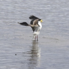 Vanellus miles at Gungahlin, ACT - 16 Sep 2019