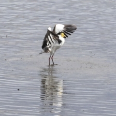 Vanellus miles at Gungahlin, ACT - 16 Sep 2019