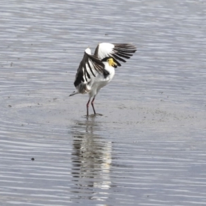 Vanellus miles at Gungahlin, ACT - 16 Sep 2019