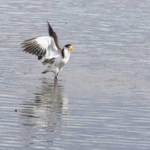 Vanellus miles at Gungahlin, ACT - 16 Sep 2019