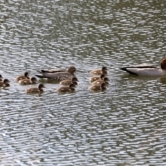 Chenonetta jubata (Australian Wood Duck) at Dickson Wetland - 15 Sep 2019 by jb2602