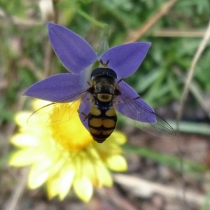 Simosyrphus grandicornis at Aranda, ACT - 27 Mar 2010