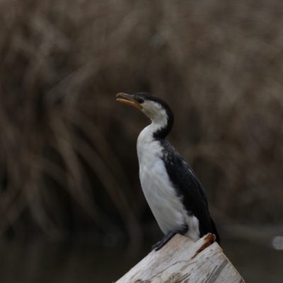 Microcarbo melanoleucos (Little Pied Cormorant) at Dickson, ACT - 15 Sep 2019 by jbromilow50