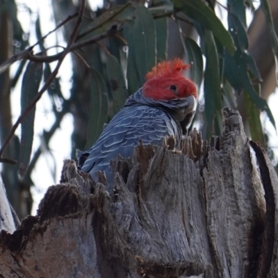 Callocephalon fimbriatum (Gang-gang Cockatoo) at Hughes, ACT - 16 Sep 2019 by JackyF