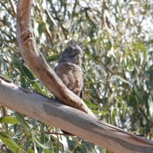 Callocephalon fimbriatum at Hughes, ACT - suppressed