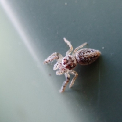 Opisthoncus sp. (genus) (Unidentified Opisthoncus jumping spider) at Spence, ACT - 16 Sep 2019 by Laserchemisty