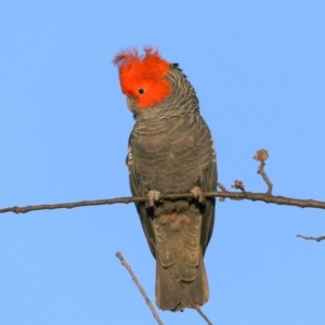 Callocephalon fimbriatum at Ainslie, ACT - suppressed