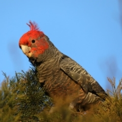 Callocephalon fimbriatum at Ainslie, ACT - suppressed