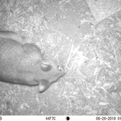 Trichosurus vulpecula (Common Brushtail Possum) at Boro, NSW - 25 Aug 2019 by Carinaaa