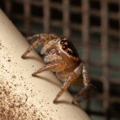 Maratus griseus (Jumping spider) at Symonston, ACT - 15 Sep 2019 by rawshorty