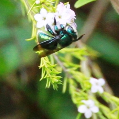 Xylocopa (Lestis) aerata (Golden-Green Carpenter Bee) at Dignams Creek, NSW - 15 Sep 2019 by Maggie1