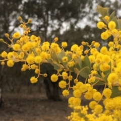 Acacia cultriformis (Knife Leaf Wattle) at Watson, ACT - 16 Sep 2019 by JaneR