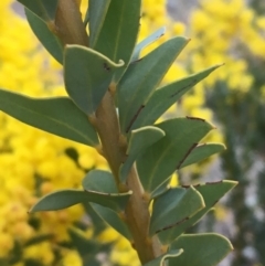 Acacia cultriformis at Watson, ACT - 16 Sep 2019 04:24 PM