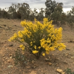 Acacia cultriformis at Watson, ACT - 16 Sep 2019