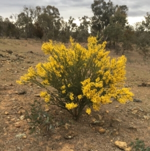 Acacia cultriformis at Watson, ACT - 16 Sep 2019 04:24 PM