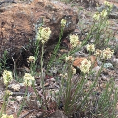 Stackhousia monogyna at Watson, ACT - 16 Sep 2019 04:20 PM