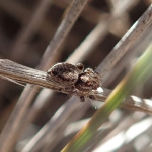 Maratus calcitrans at Aranda, ACT - 22 Aug 2019